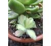 Каланхоє Федченко варієгатний (kalanchoe fedtschenkoi var )